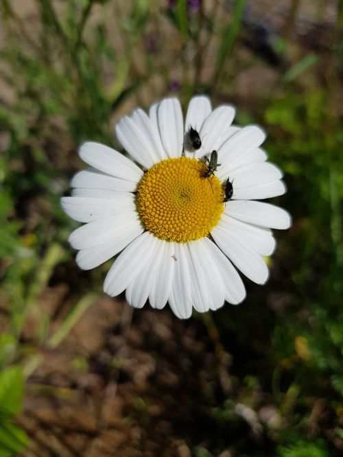 flower flowers beetles