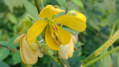 flower nature plant