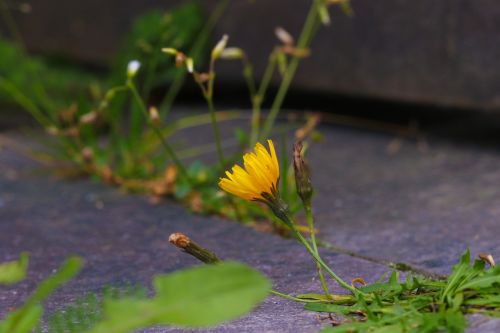 flower wild flower nature