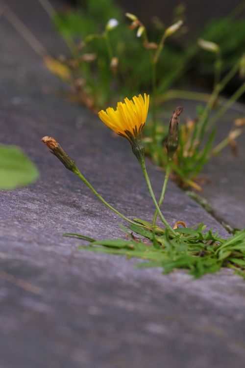 flower wild flower nature