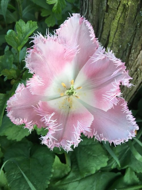 flower tulip bloom