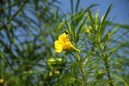 flower holiday indonesia