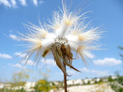 flower hairy white