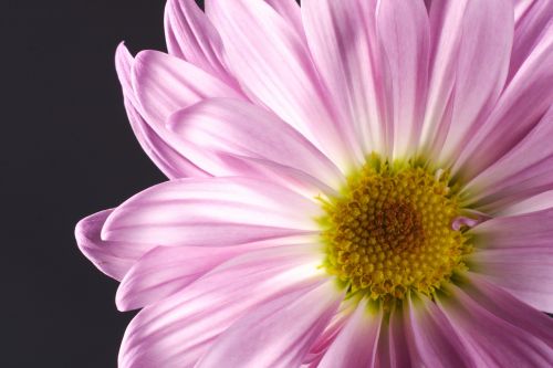 flower pink macro