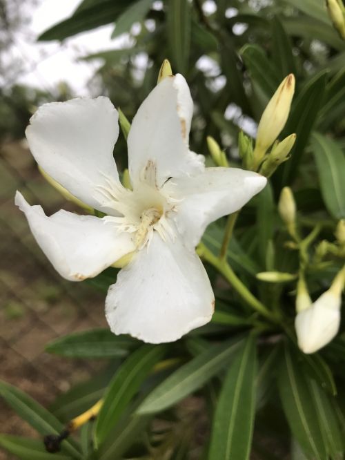 flower white summer