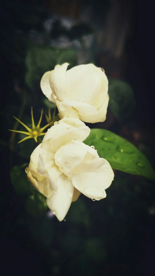 flower jasmine after rain