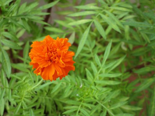 flower marigold flower marigold