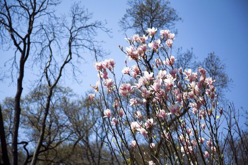 flower landscape nature