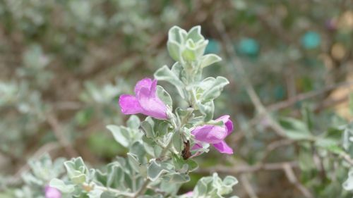 flower việt nam nature