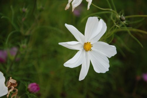 flower white macro