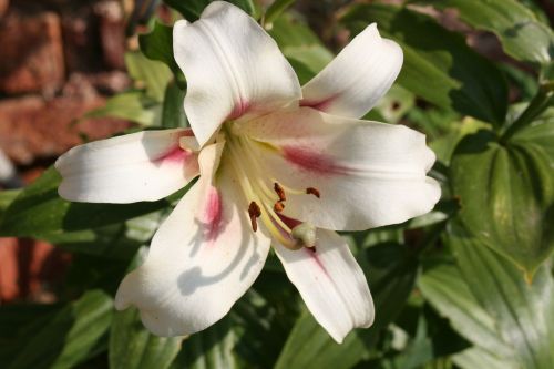 flower white lily