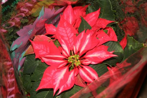 flower red poinsettia