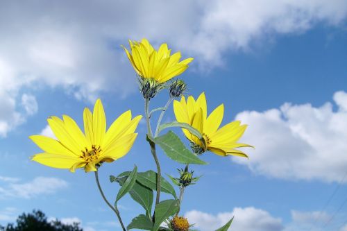 flower nature plant