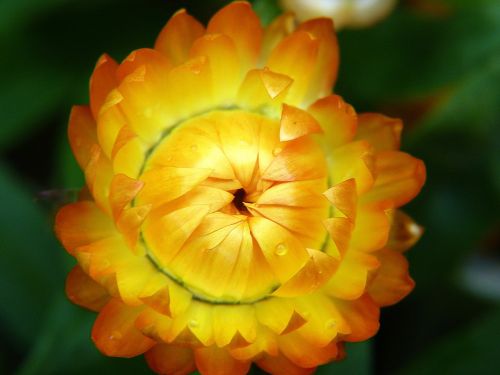 flower yellow yellow flower