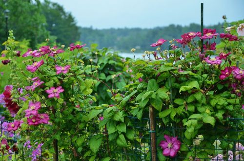 flower floral nature