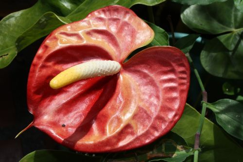 flower anthurium plants