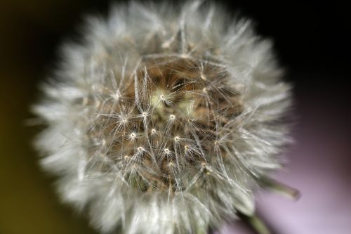 flower macro nature