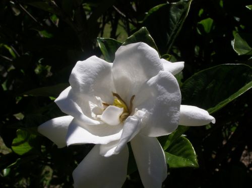 flower flowers white