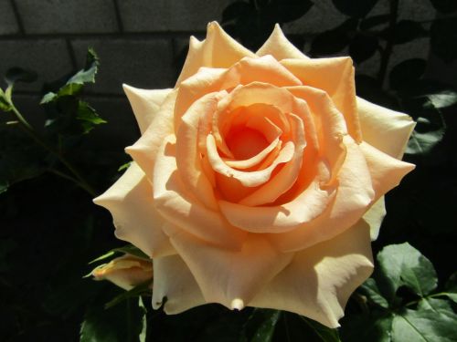 flower cream rose summer