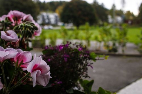 flower landscape floral