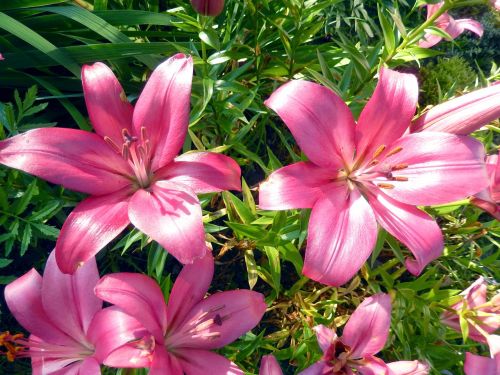 flower lily macro photography