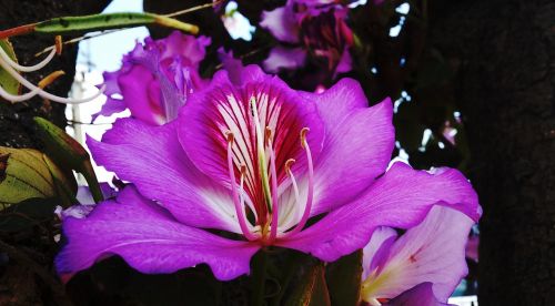 flower purple pink