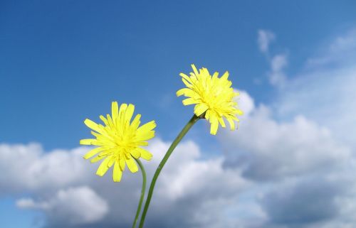 flower nature plant