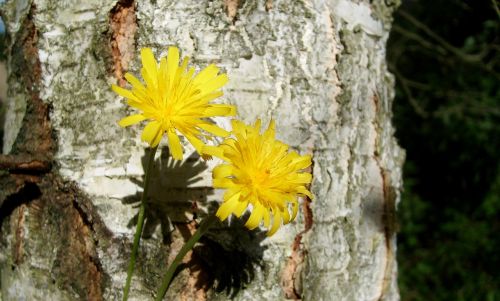 flower tree nature