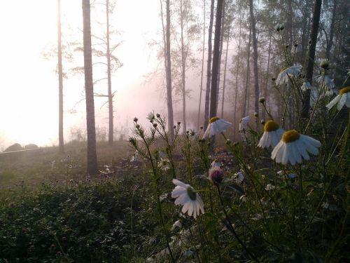 flower peltosaunio morning