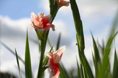 flower pink pink flower