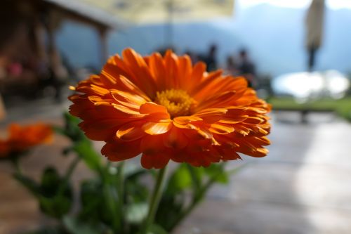 flower orange plant