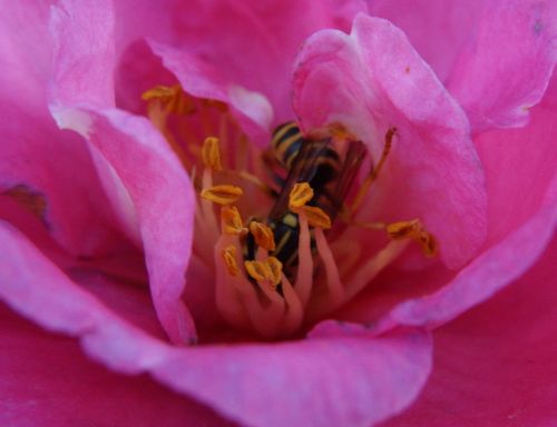 flower bee honey