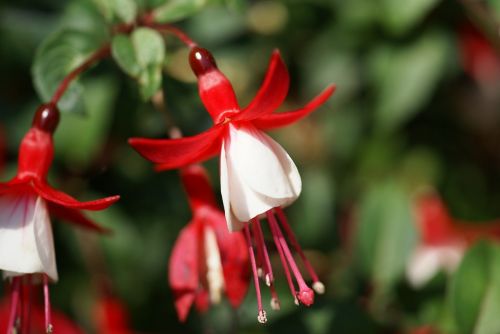 flower blossom garden