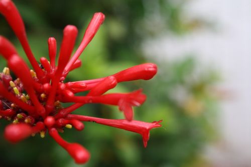 flower red macro