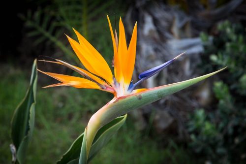 flower bird of paradise exotic