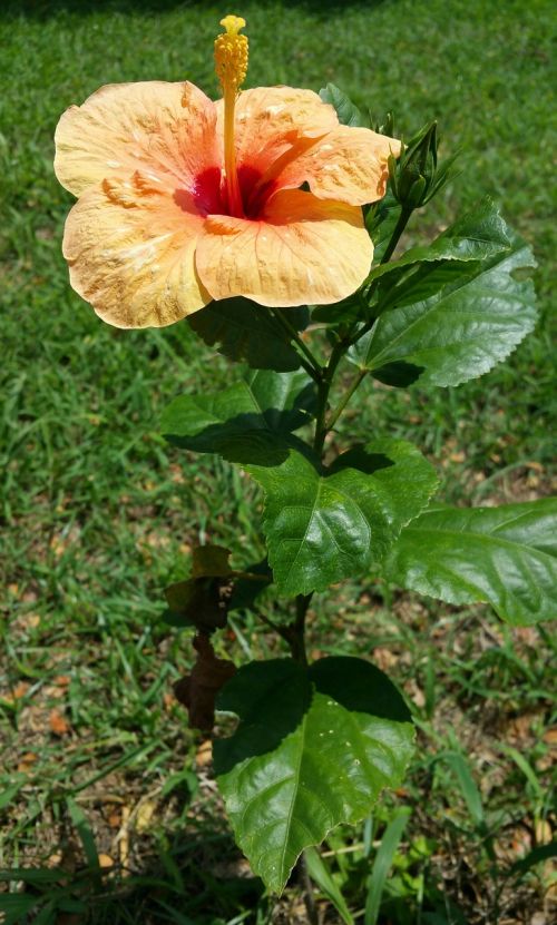 flower hibiscus plant