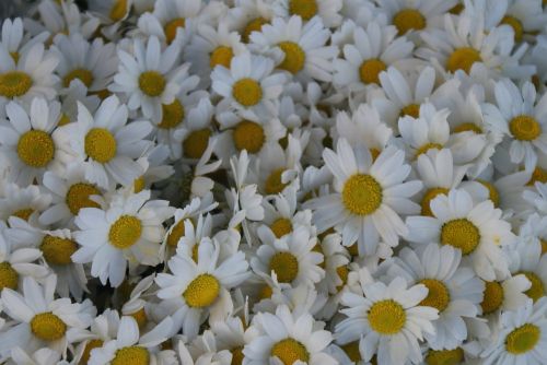 flower daisy white daisies