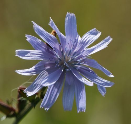 flower weed plant