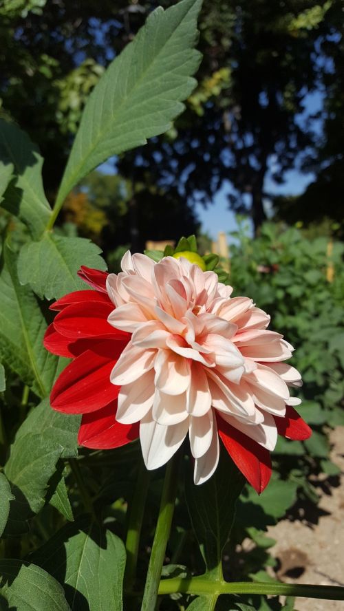 flower red white