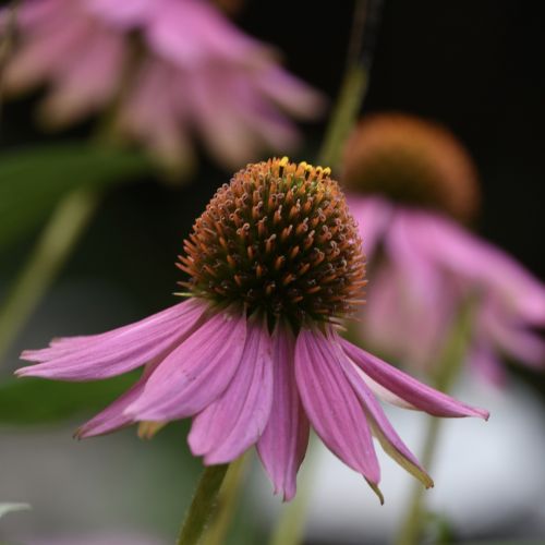 flower pink close-up