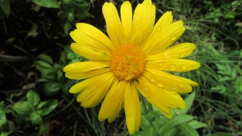 flower nature rain