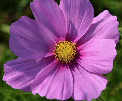 flower purple flower bright pink