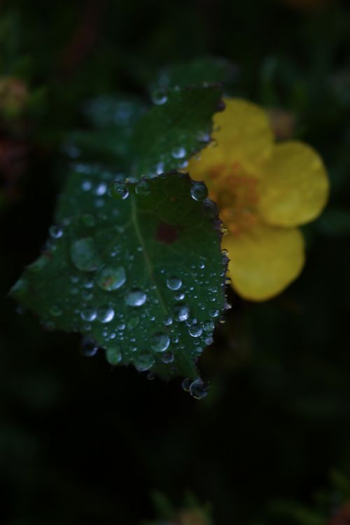 flower leaf water drop