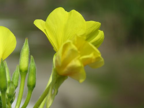 flower yellow flowers yellow