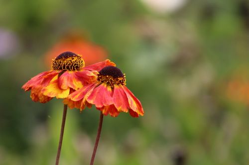 flower bloom garden