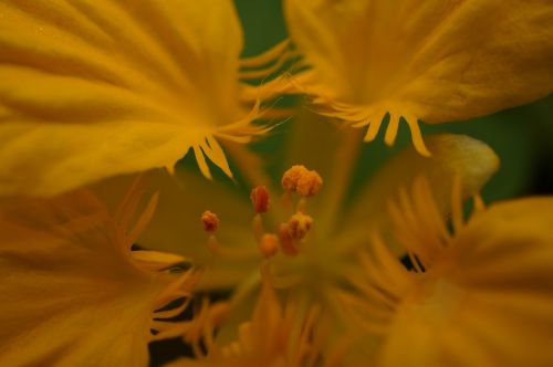 flower yellow macro