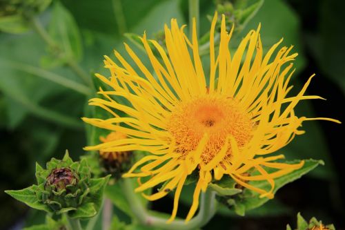 flower yellow garden