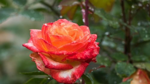 flower rose color orange