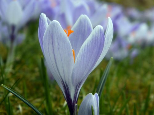 flower spring flowers crocus