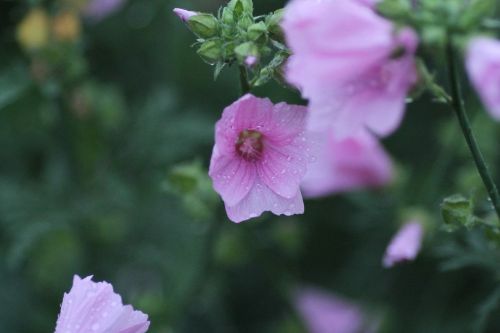 flower nature plant